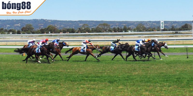 Forecast và Tricast trong cá cược đua ngựa