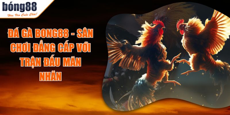 Đá Gà BONG88 - Sân Chơi Đẳng Cấp Với Trận Đấu Mãn Nhãn